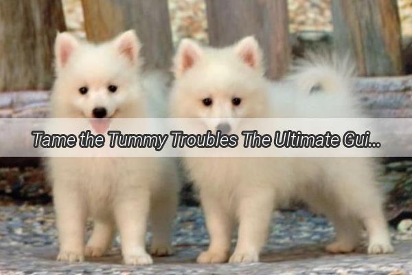 Tame the Tummy Troubles The Ultimate Guide to Administering Tetracycline to Your Furry Friend